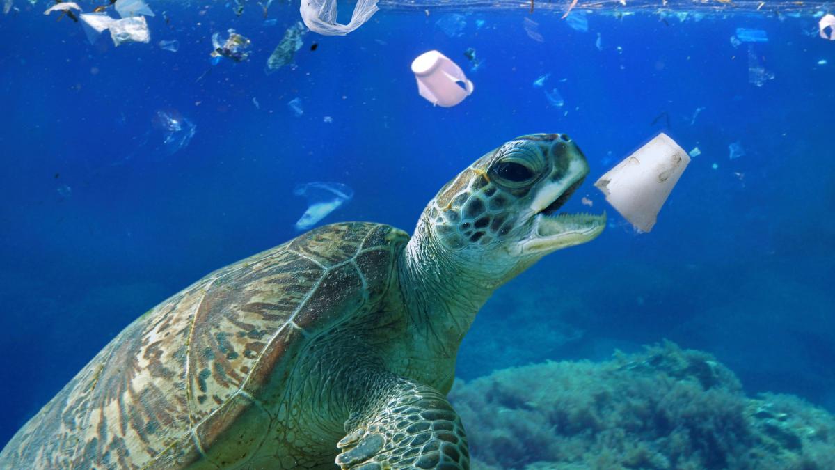 Young sea turtles will eat anything, making them vulnerable to plastics ALAMY