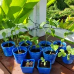 Plant pots made from bottlecaps used as starter plant pots