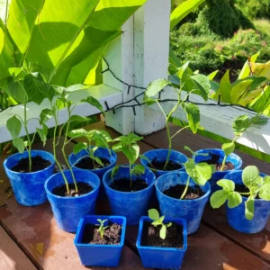 Plant pots made from bottlecaps used as starter plant pots